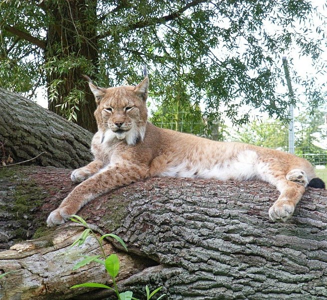 From the high stand you can watch the lynxes, © Tierpark Wismar
