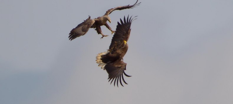 Sea eagle tour, © Mirko Hecht