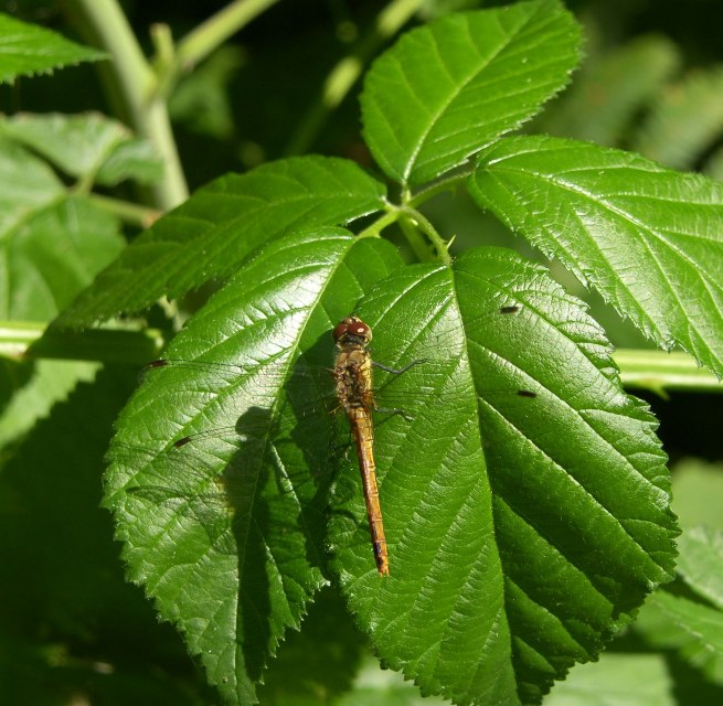 © Biosphärenreservat Südost-Rügen
