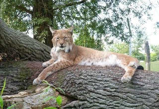 From the high stand you can watch the lynxes, © Tierpark Wismar