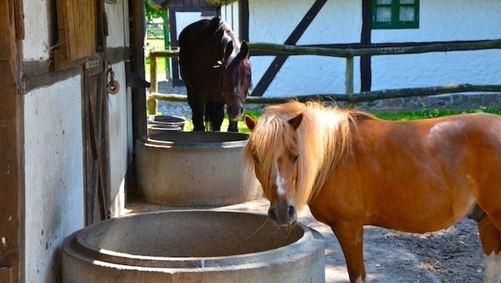 Pferdehof Schwalbennest: Nasze kucyki są rajem dla najmłodszych i lubią pić przy korycie z wodą., © Pferdehof Schwalbennest/ Kottke