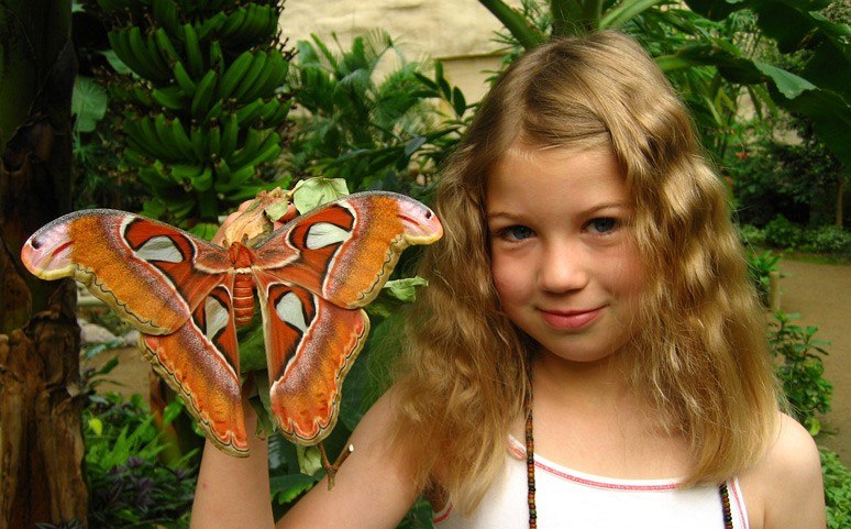 Kleurrijke vlinders, © Schmetterlingspark Klützer Winkel