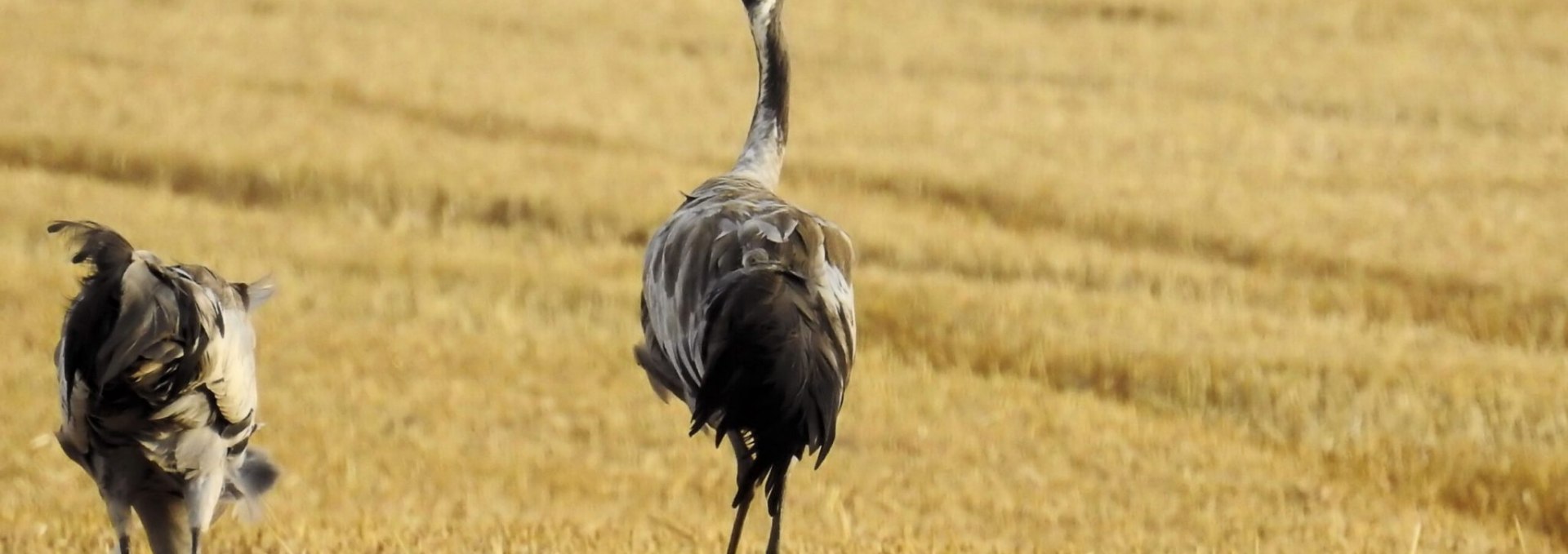 cranes-1593604-scaled-1-2048x1366, © Gemeinde Ostseebad Glowe
