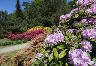 Rhododendronpark Ostseeheilbad Graal-Müritz, © TMV/Gohlke