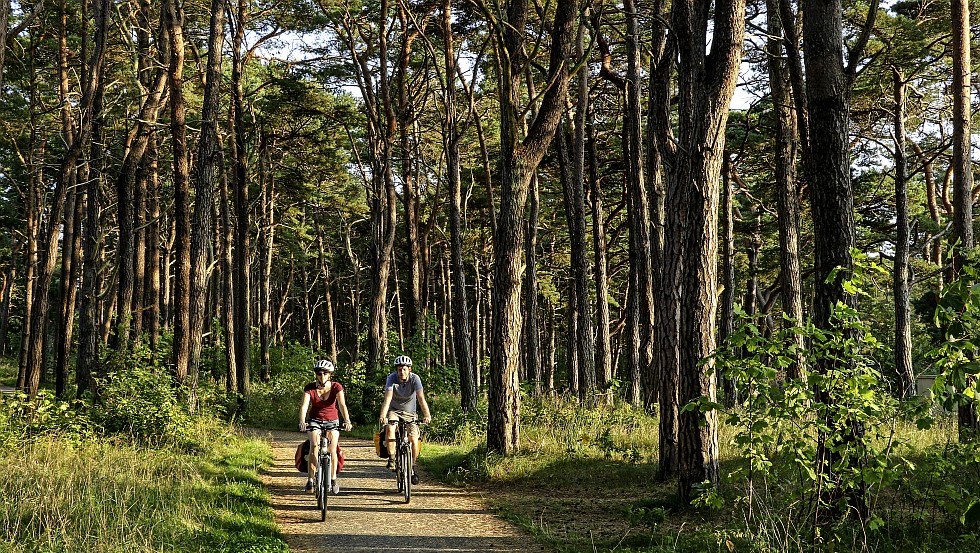 Fietsers op weg door schaduwrijke naaldbossen bij Baabe, © TMV/Würtenberger