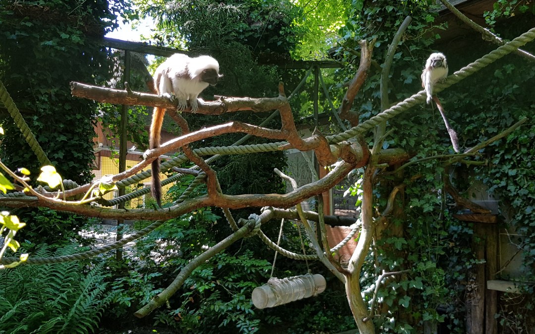 Dwarf monkeys at Stralsund Zoo, © Zoo Stralsund