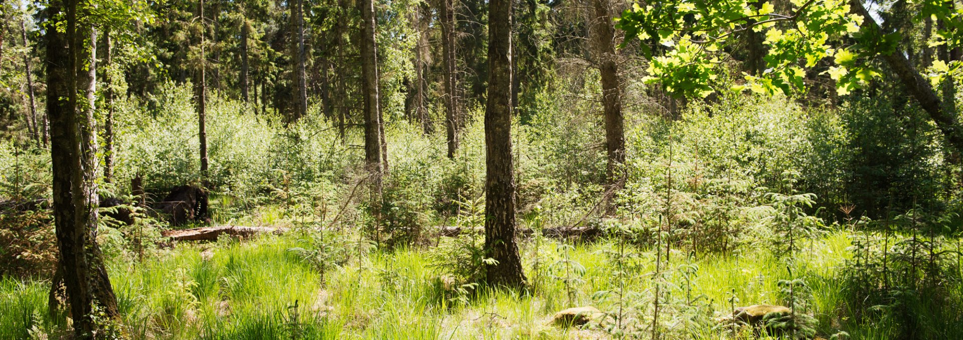 21_MoorWaldWandel_MTimm_lowres, © M.Timm/NPA