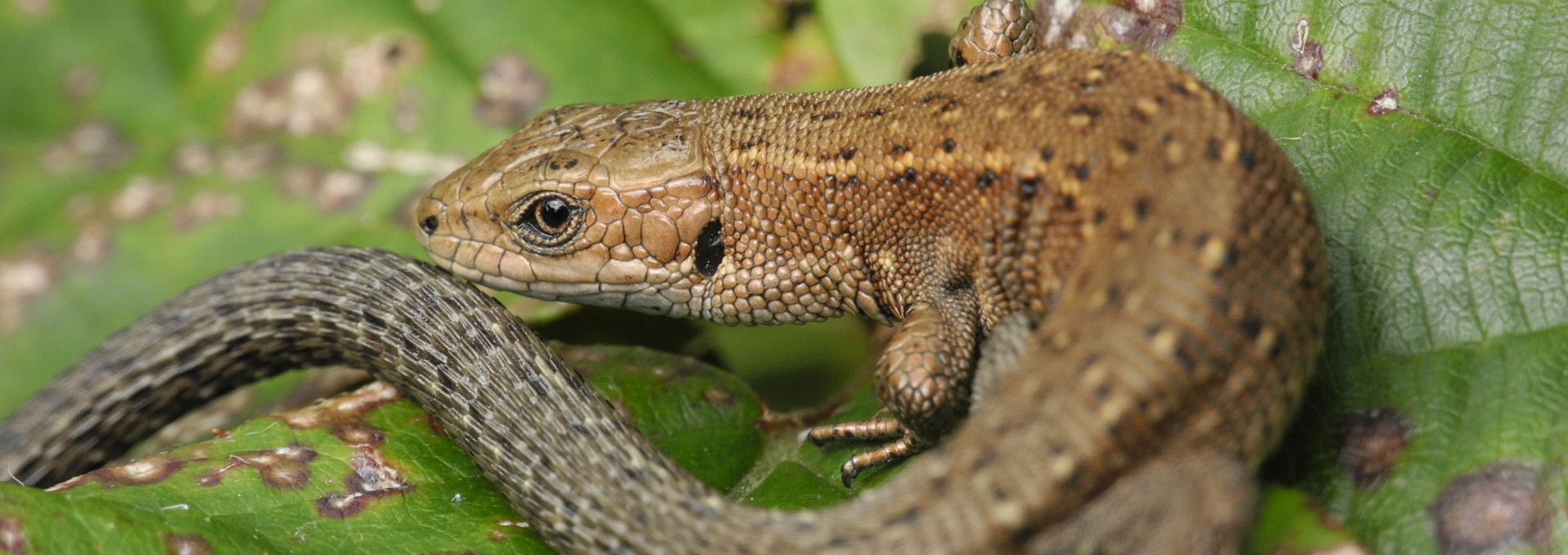Bog lizard, © Infozentrum Wald & Moor Neuheide