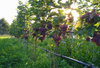 Our Souvignier Gris grapes in the sun. One of our 5 grape varieties., © Dähn