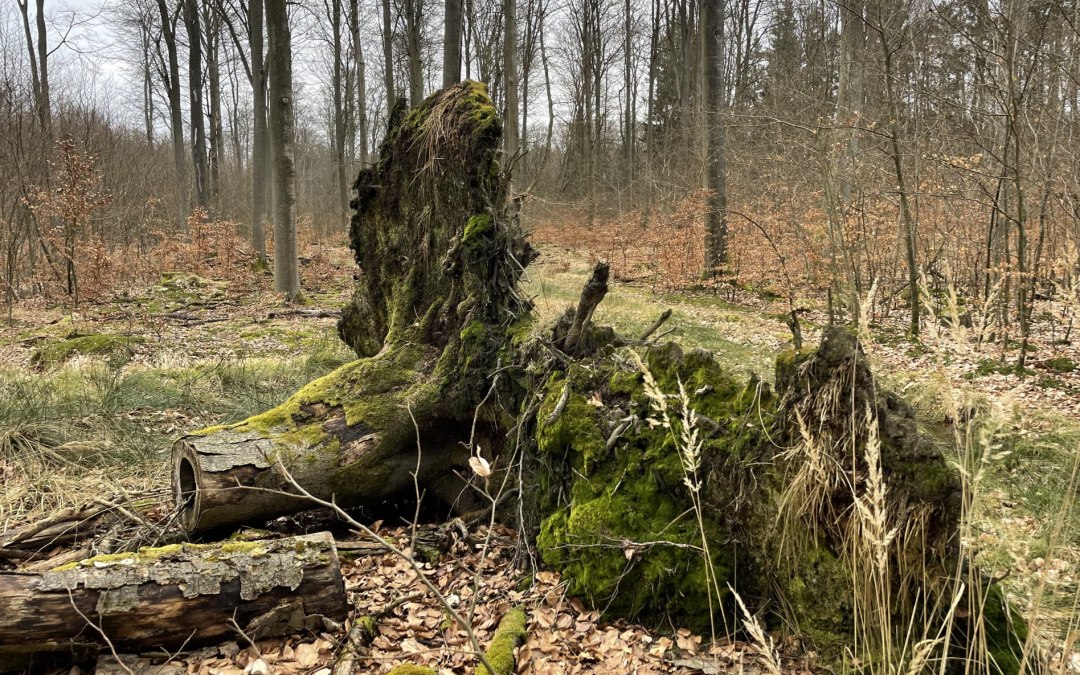 totholz, © Britta Daedelow-Seydl