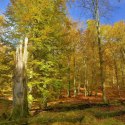 UNESCO World Natural Heritage Serrahn Beech Forests, © TMV/Vitt