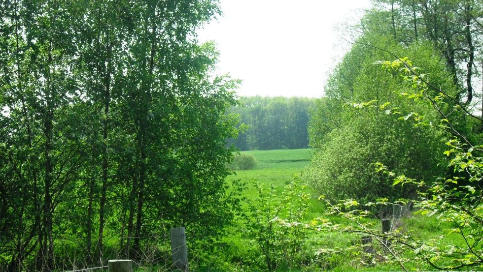 View from the feirien houses into the greenery, © Ferien-Bauernhof Diederichs/Katrin Diederichs