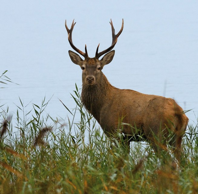 © Nationalpark-Service Müritz