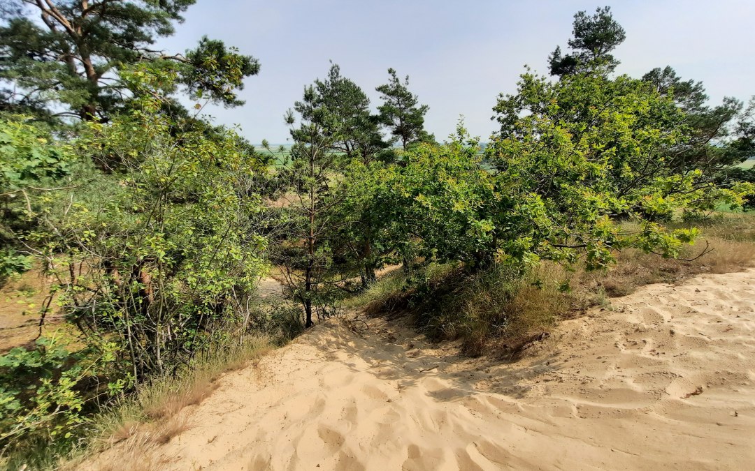 Inland dune Klein Schmölen, © M. Lenthe