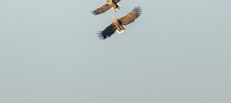 © Vogeltouren MV