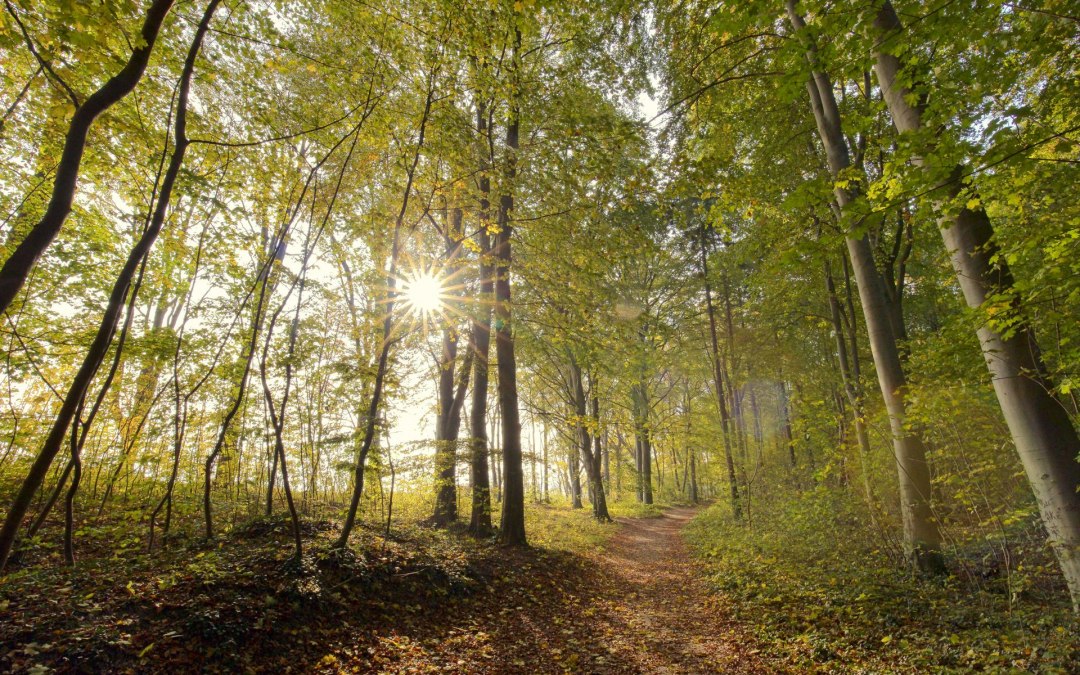 Kąpiel w lesie jesienią (c) Kurverwaltung Goehren Martin Stoever_10-2016_P5I4842, © Kurverwaltung Goehren / Martin Stoever