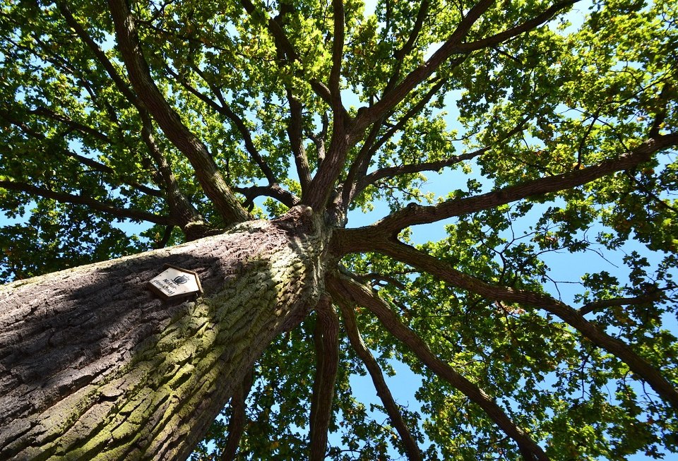Billroth oak, © Tourismuszentrale Rügen