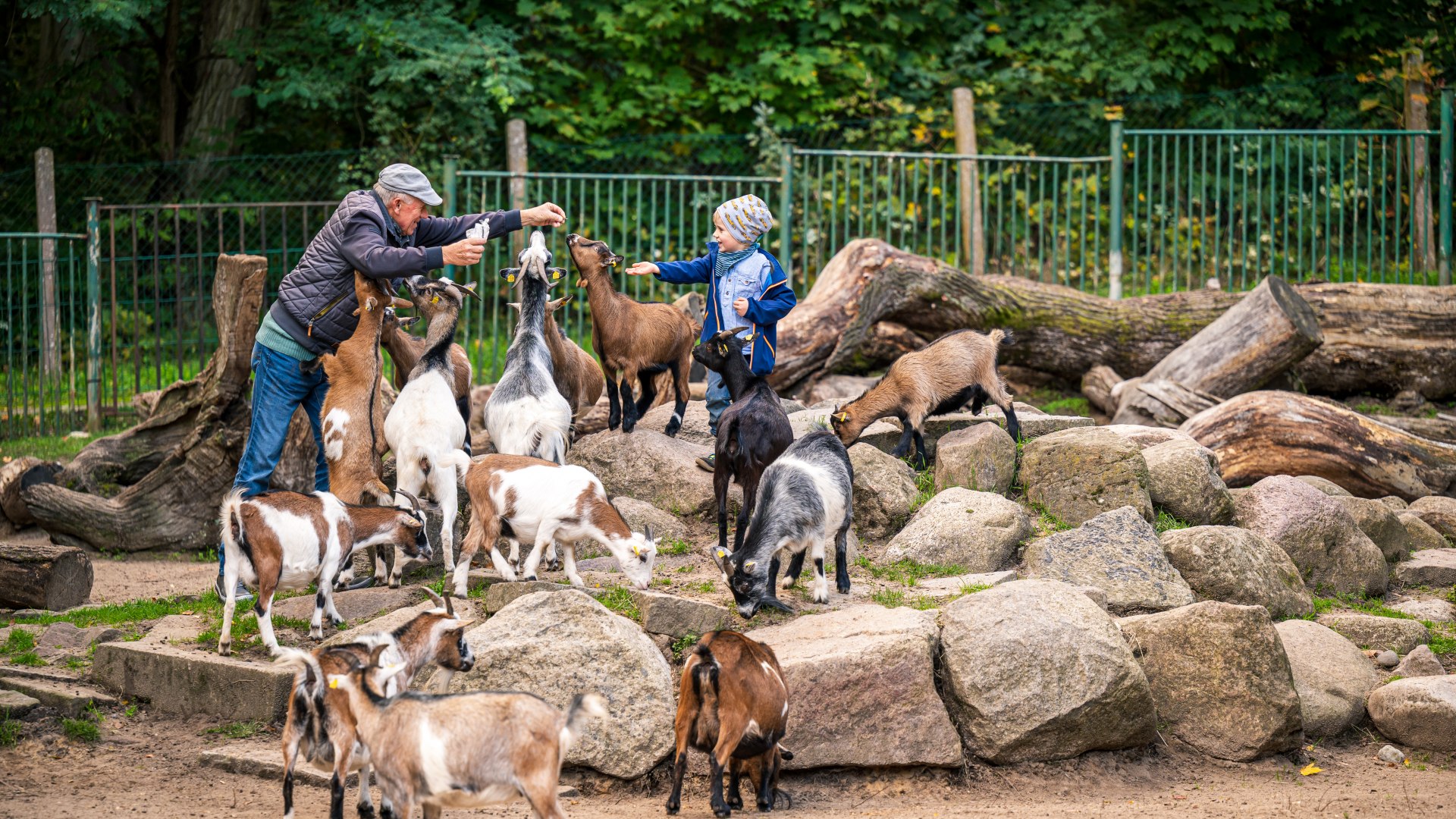 Hold on to the feed bag! With the dwarf goats at Neustrelitz Zoo, © TMV/Tiemann Grandpa and grandson feed dwarf goats together