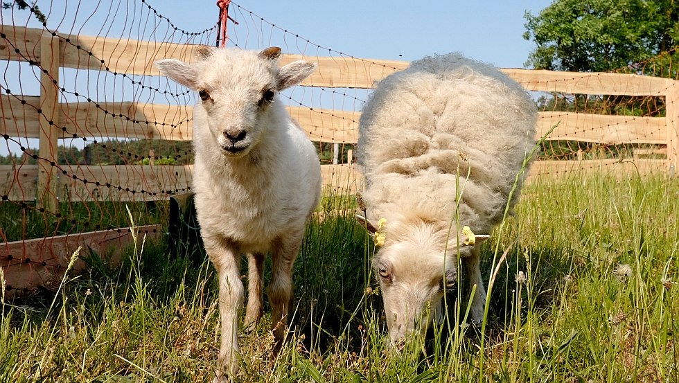 Our mini sheep, © Familie Hoffmann