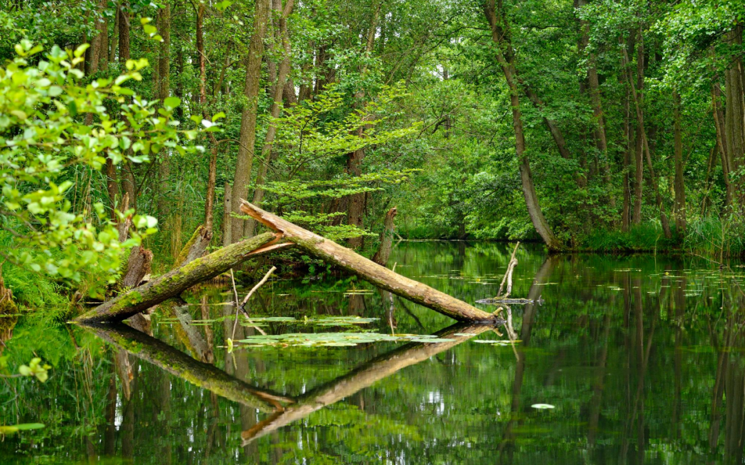 2025-05-26 11_10_22-Wanderung im Weltnaturerbegebiet _Serrahner Buchenwälder_ • Wanderung » outdoora, © Stadt Neustrelitz 2025-05-26 11_10_22-Wanderung im Weltnaturerbegebiet _Serrahner Buchenwälder_ • Wanderung » outdoora, © Stadt Neustrelitz