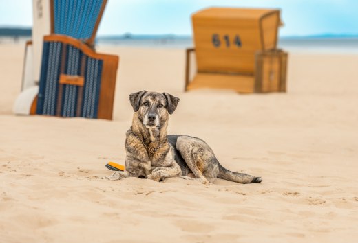 Geniet van je vakantie met je hond aan de Oostzee en het Lake District, © TMV/Tiemann