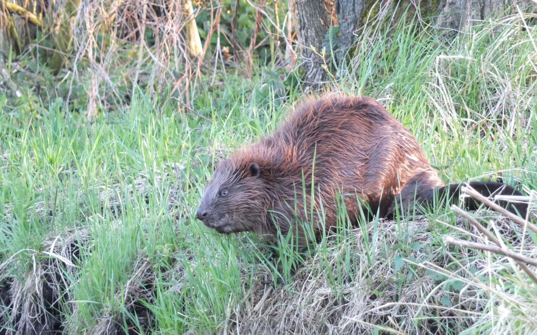 Beaver on the Recknitz, © Martin Hagemann