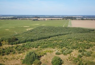 Klimawald Herren Steinfeld, © Landesforst MV